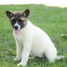 Akita Puppy for sale in GAP, PA, USA