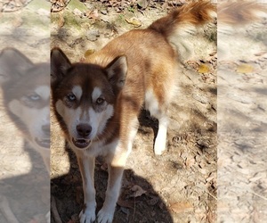 Siberian Husky Puppy for sale in SANDY HOOK, KY, USA