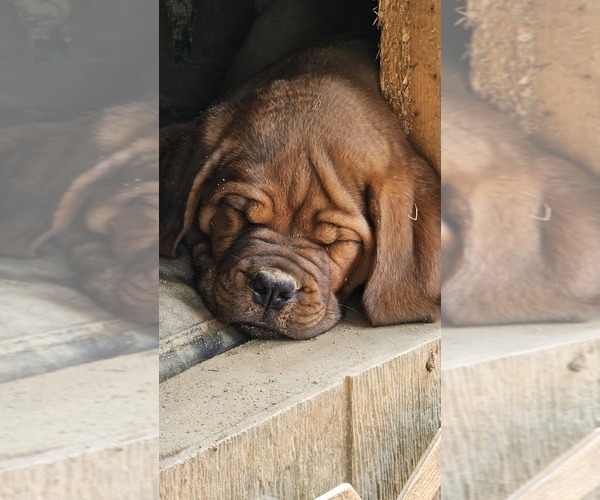 Medium Photo #5 Dogue de Bordeaux Puppy For Sale in MONROE, GA, USA