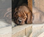 Small #4 Dogue de Bordeaux