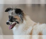 Small #2 Pomeranian-pomeranian spitz Mix