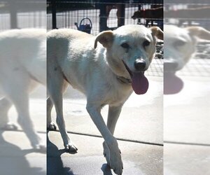 Shepradors Dogs for adoption in Sacramento, CA, USA