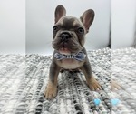 Small #1 French Bulldog