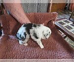 Small Photo #12 Australian Shepherd Puppy For Sale in AUBURN, IN, USA