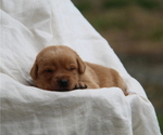 Small #1 Labrador Retriever