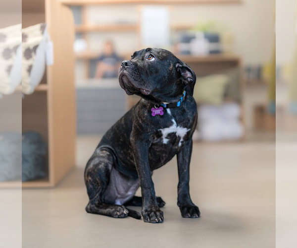 Medium Photo #9 Mutt Puppy For Sale in Marina Del Rey, CA, USA