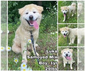 Samoyed-Unknown Mix Dogs for adoption in Seattle, WA, USA