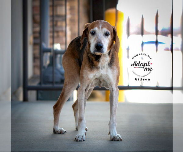 Medium Photo #5 Mutt Puppy For Sale in Salt Lake City, UT, USA