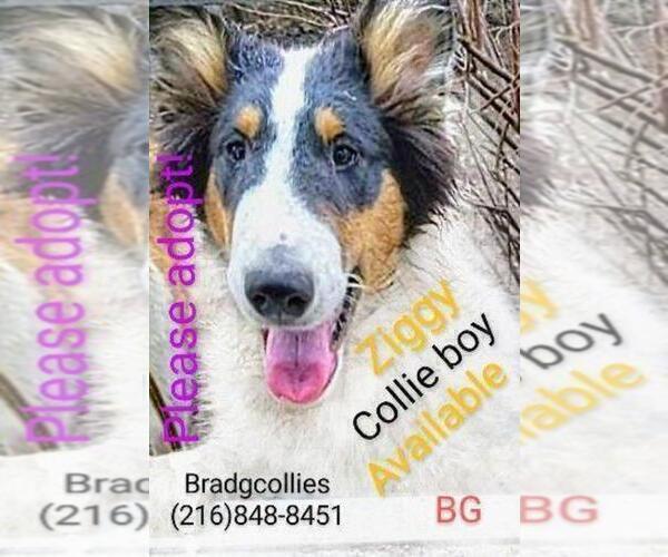 Medium Photo #1 Collie Puppy For Sale in CLEVELAND, OH, USA