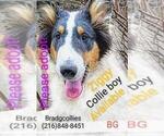 Small Photo #1 Collie Puppy For Sale in CLEVELAND, OH, USA