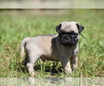 Small #2 Pug