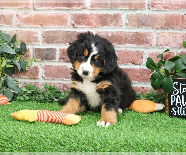 Medium Photo #5 Bernese Mountain Dog Puppy For Sale in SYRACUSE, IN, USA