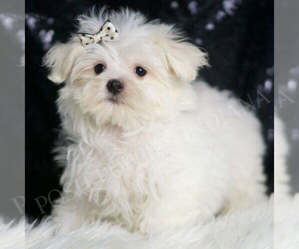 Medium Photo #3 Maltese Puppy For Sale in WARSAW, IN, USA
