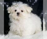 Small #2 Maltese