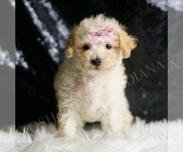 Medium Photo #1 Maltipoo Puppy For Sale in WARSAW, IN, USA