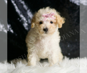 Medium Maltipoo