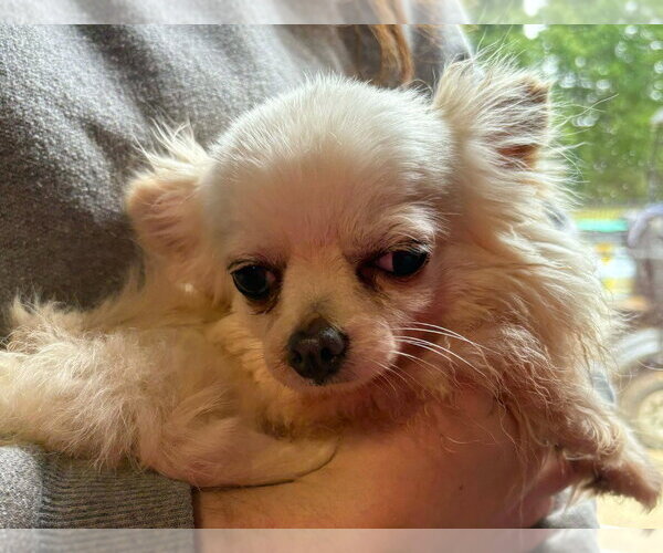 Medium Photo #1 Chihuahua Puppy For Sale in Walnutport, PA, USA
