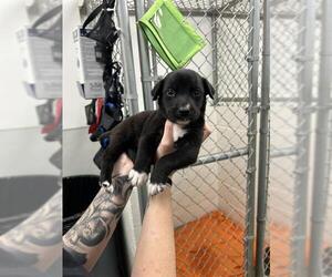 Blue Lacy-Border Collie Mix Dogs for adoption in Rosenberg, TX, USA