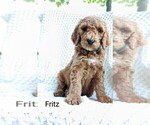Small Photo #5 Poodle (Standard)-Unknown Mix Puppy For Sale in LEXINGTON, IN, USA