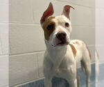 Small #19 American Staffordshire Terrier