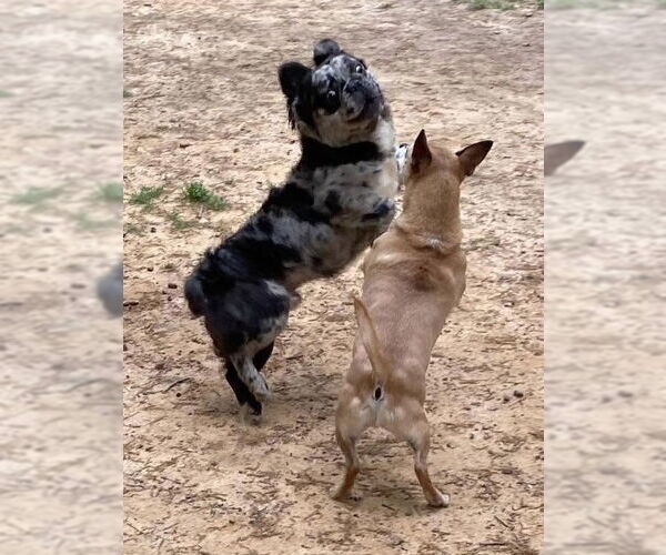 Medium Photo #18 Chihuahua Puppy For Sale in Lexington, SC, USA
