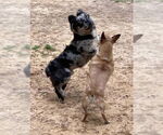 Small #17 Chihuahua