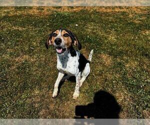 Beagle Dogs for adoption in Grovetown, GA, USA