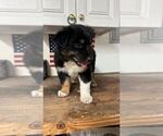 Small #5 Miniature Australian Shepherd