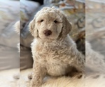 Small Photo #32 Goldendoodle Puppy For Sale in DAVIS, CA, USA