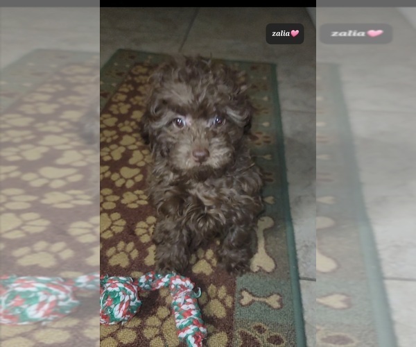 Medium Photo #2 Zuchon Puppy For Sale in TUCSON, AZ, USA