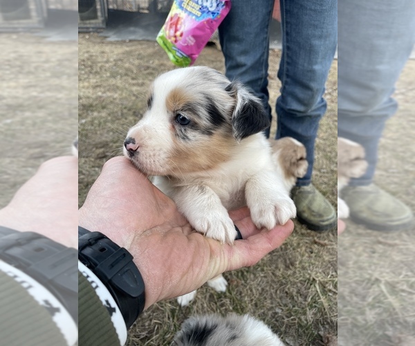 Medium Photo #1 Australian Shepherd Puppy For Sale in TOLEDO, IL, USA