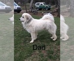 Small Photo #1 Great Pyrenees Puppy For Sale in KIRBYVILLE, MO, USA