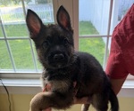 Puppy Orange German Shepherd Dog