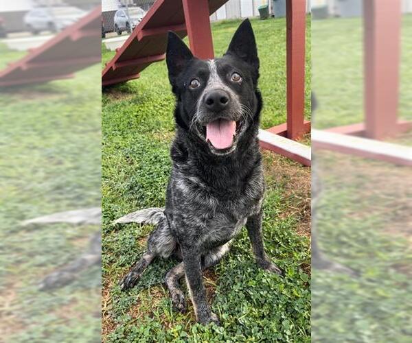 Medium Photo #2 Mutt Puppy For Sale in Rosenberg, TX, USA