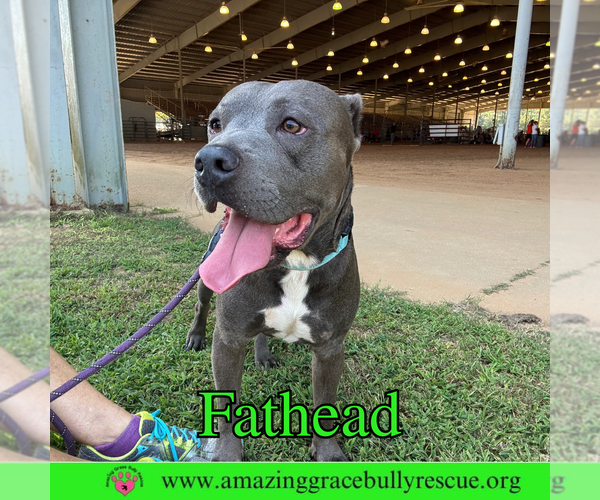 Medium Photo #12 American Pit Bull Terrier-Unknown Mix Puppy For Sale in Pensacola, FL, USA