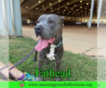 Small #11 American Pit Bull Terrier Mix