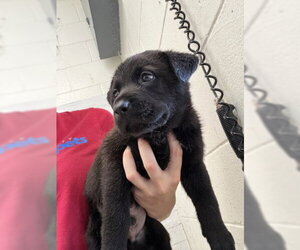 Australian Shepherd-Unknown Mix Dogs for adoption in San Bernardino, CA, USA