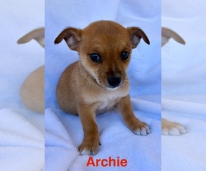 Chihuahua Puppy for sale in FAIR HAVEN, MI, USA
