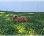 Small #1 Dachshund
