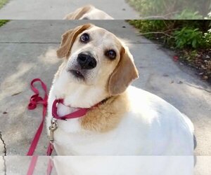Beagle-Unknown Mix Dogs for adoption in Valrico, FL, USA