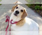 Small Photo #1 Beagle-Unknown Mix Puppy For Sale in Valrico, FL, USA