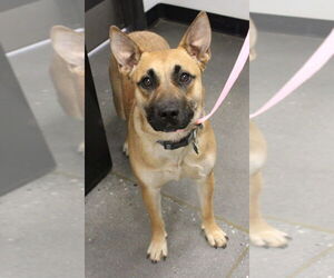 Black Mouth Cur-German Shepherd Dog Mix Dogs for adoption in Atlanta, GA, USA