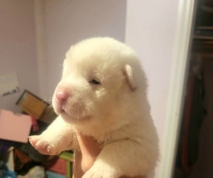 Akita Puppy for sale in LENOIR, NC, USA