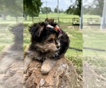Small #7 Morkie