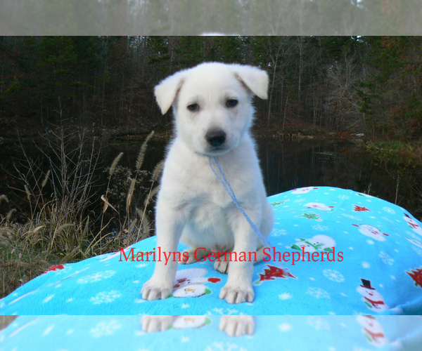 Medium Photo #6 German Shepherd Dog Puppy For Sale in PIEDMONT, MO, USA