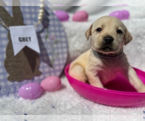 Medium Photo #1 Labrador Retriever Puppy For Sale in MAYSVILLE, GA, USA