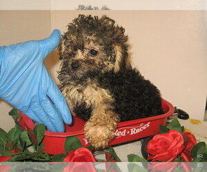 Morkie Puppy for sale in BAKERSFIELD, CA, USA