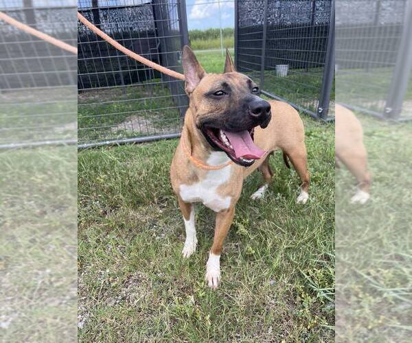 Medium Photo #4 Mutt Puppy For Sale in Abbeville, LA, USA