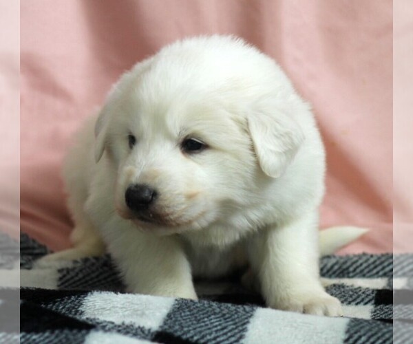 Medium Photo #1 Great Pyrenees Puppy For Sale in CLAYTON, WA, USA