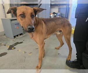 Doberman Pinscher-German Shepherd Dog Mix Dogs for adoption in Camarillo, CA, USA